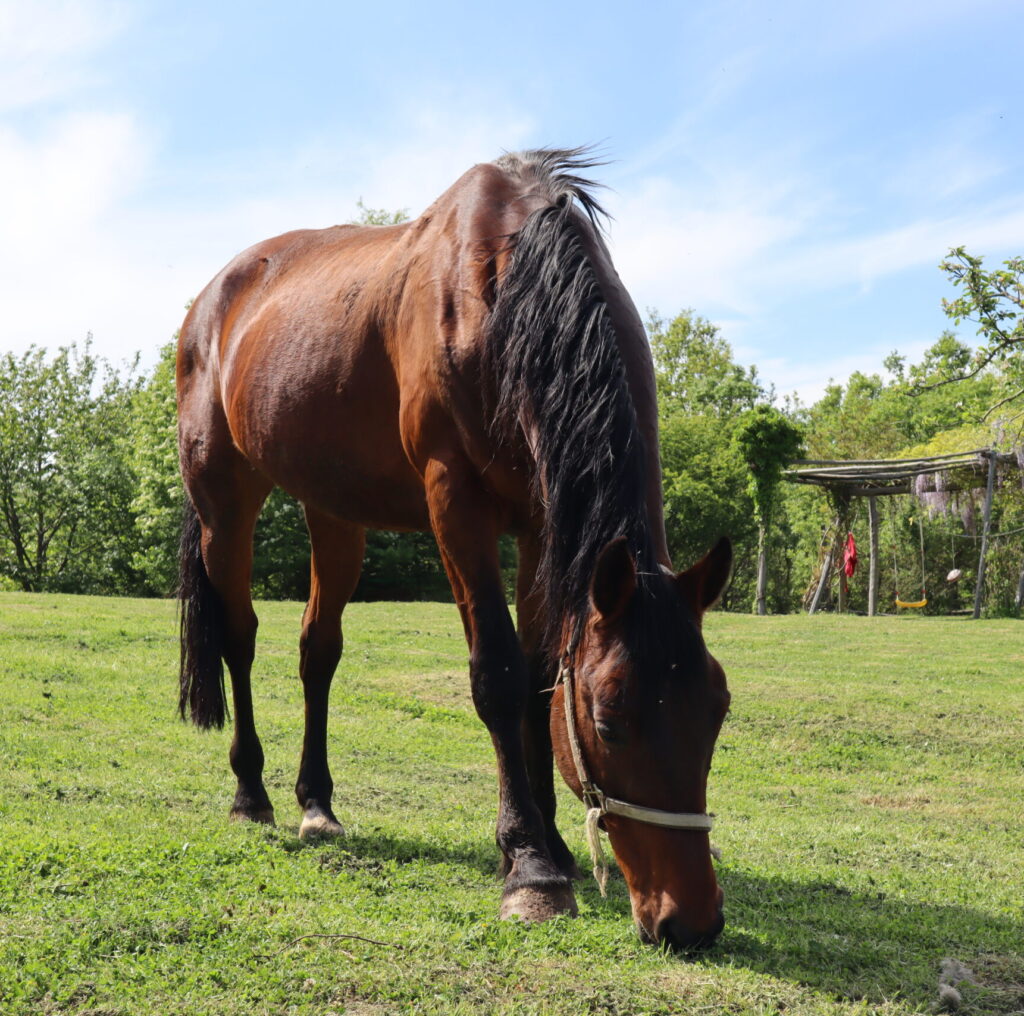 CAVALLO PODERE